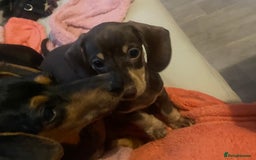 Dachshund dogs for sale: Minature Dachsund - Image 6