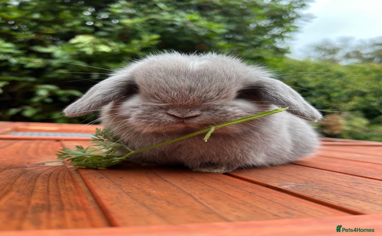 Mini Lop rabbits - Advert 7