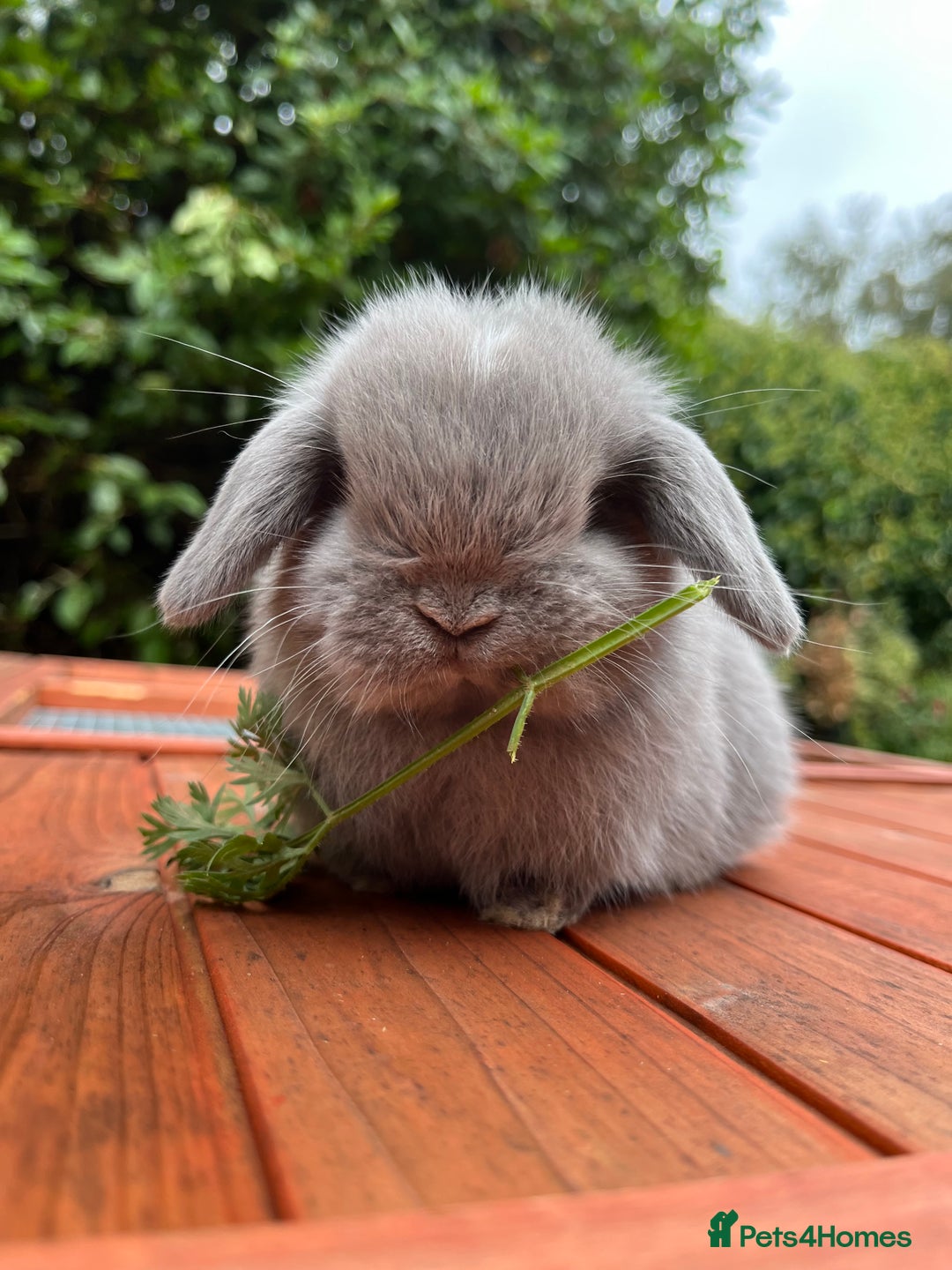 Mini Lop rabbits for sale: Mini lop buck  - Image 1