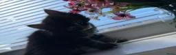 Maine Coon cats for sale: 3 quarter Mainecoon in Workington - Advert 11