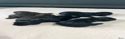 Sprocker dogs for sale: Sprocker puppies - Advert 7