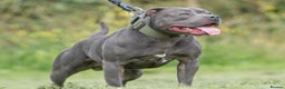 Staffordshire Bull Terrier dogs for sale: Blue Staffordshire Bull Terrier Champion Pup - Advert 18