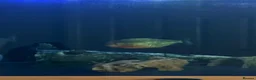 Piranhas fish for sale: Complete fish tank set up with fish in Walsall - Advert 3