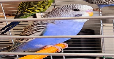 Budgerigars birds - Advert 15