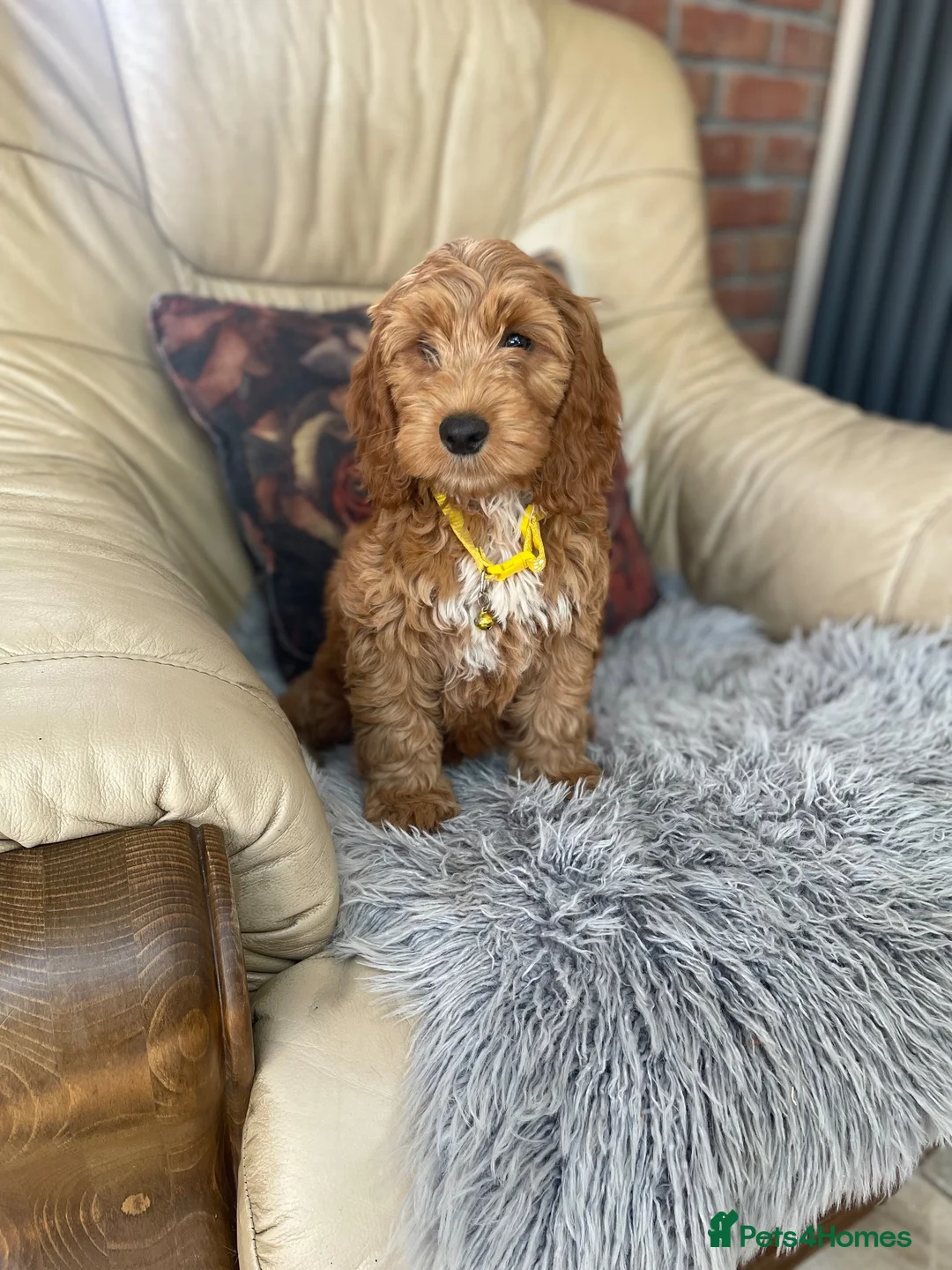 Cockapoo dogs for sale: F1 Cockapoo pups - Advert 8