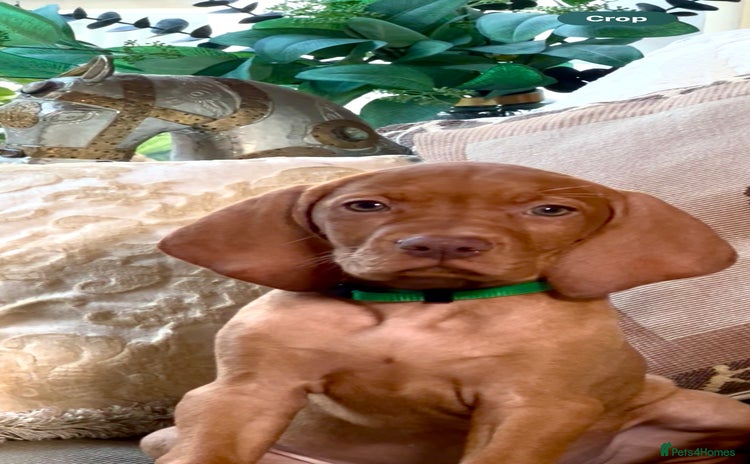 Hungarian Vizsla dogs - Advert 1