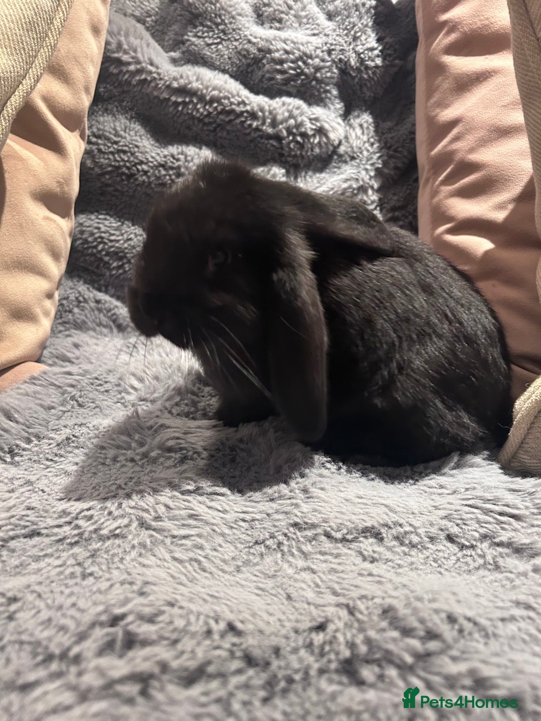 French Lop rabbits for sale: Pure bred French lop bunnies - Image 9