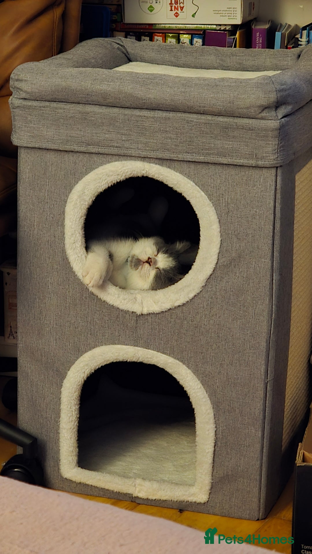 British Shorthair cats for sale: Pure British Shorthair Kitten - Image 5