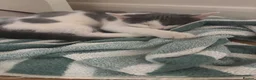 Domestic Shorthair cats for sale: Russian Blue x Domestic Shorthair Kittens - Advert 5