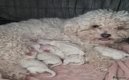 Bichon Frise dogs for sale: Pure Bichon Frise, 5 males  - Image 5
