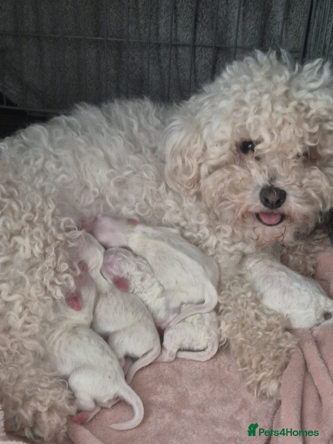 Bichon Frise dogs for sale: Pure Bichon Frise, 5 males  - Image 5