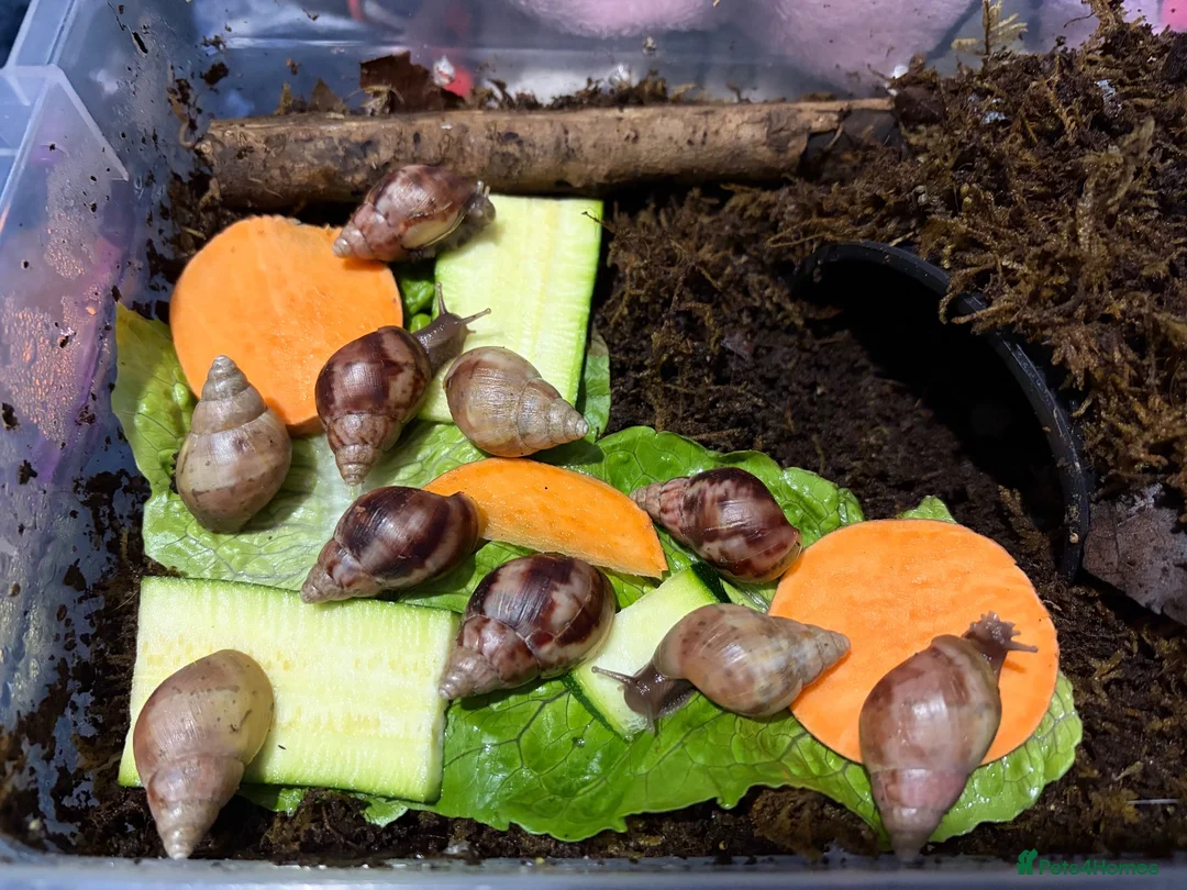 Snails invertebrates for sale: Giant African land snails ready for homes!  - Advert 2