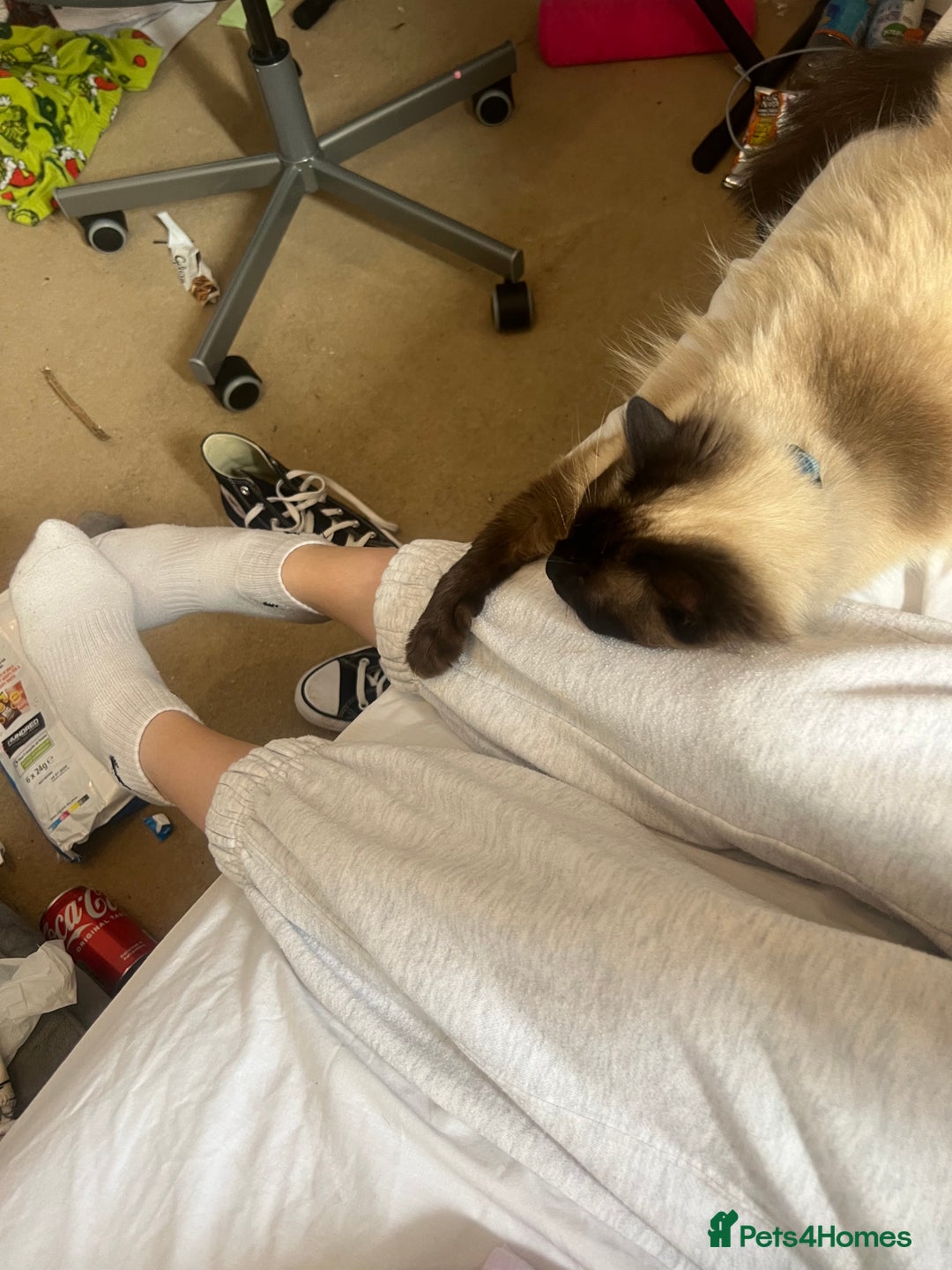 Ragdoll cats for sale: Ragdoll 3 years old Missy female  - Image 7