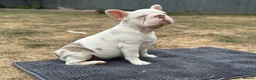French Bulldog dogs for sale: 3 male french bulldogs  - Advert 9
