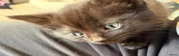 Mixed Breed cats for sale: Black kittens with Ghost stripes  - Advert 8