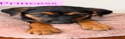 Mixed Breed dogs for sale:  Stunning Rottweiler × German Shepherd Puppies - Advert 21