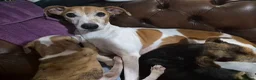 Lurcher dogs for sale: Beautiful Lurcher Litter - Advert 1
