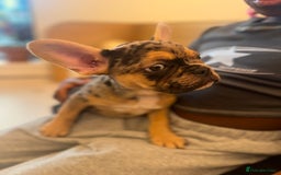 French Bulldog dogs for sale: French bulldog puppies fluffy carriers  - Image 30