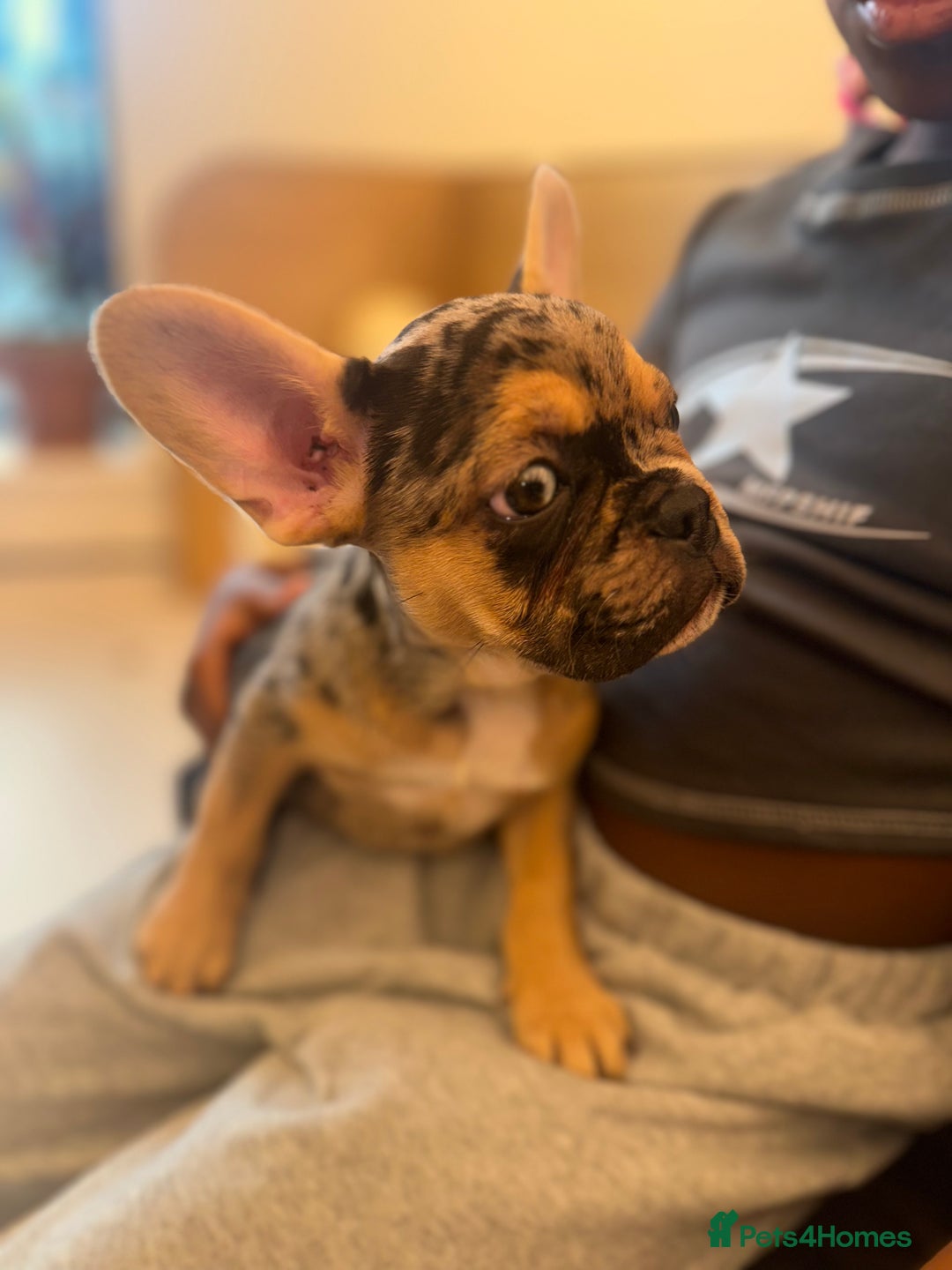 French Bulldog dogs for sale: French bulldog puppies fluffy carriers  - Image 30