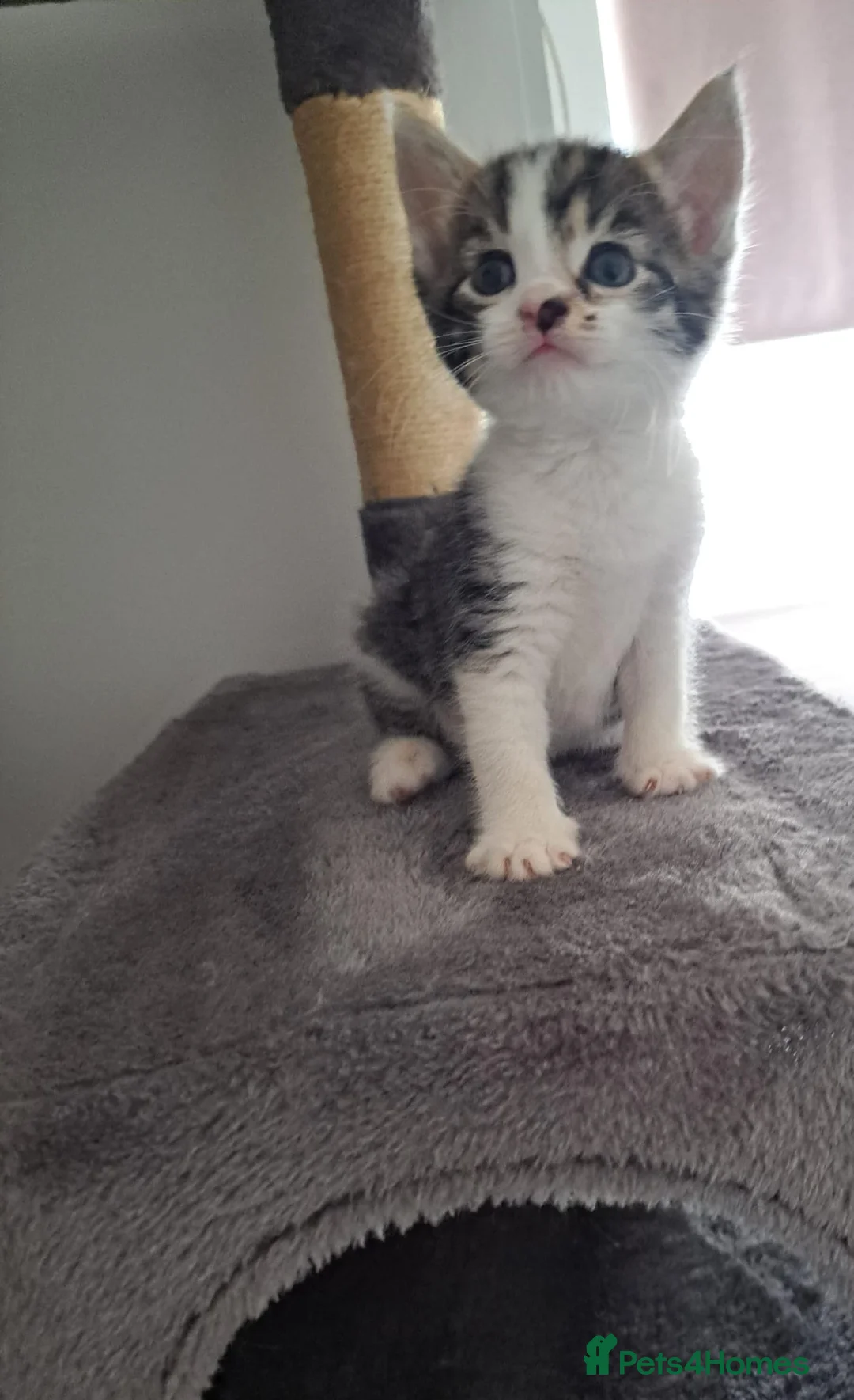 Mixed Breed cats for sale: Kittens - Advert 3