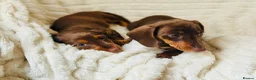 Miniature Dachshund dogs for sale: BEST OFFER! ONLY 2 LEFT! KC Registered Puppies 💕 - Advert 8