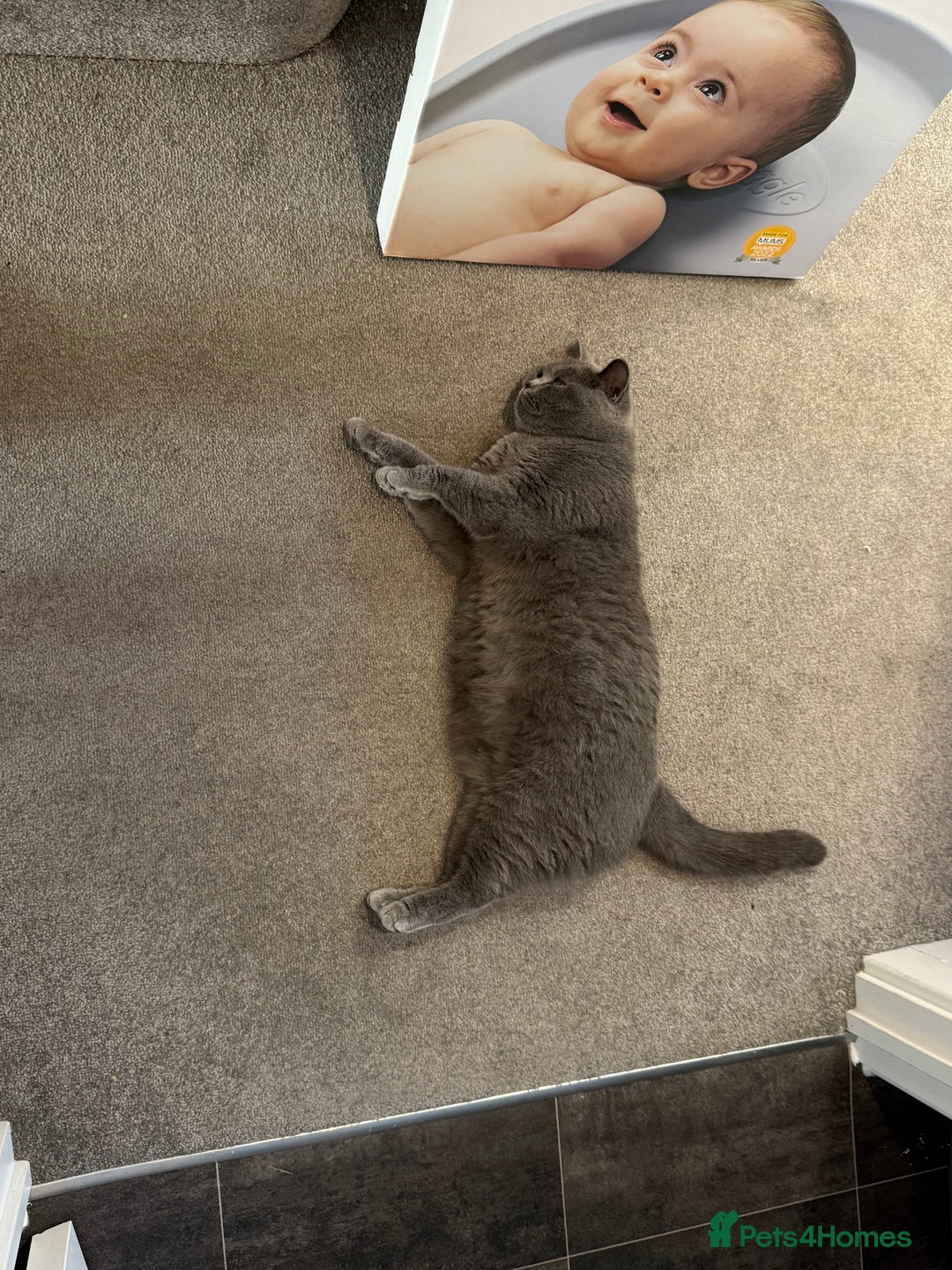British Shorthair cats for sale: Belles Champion Bloodline BSH Kittens !! 😻 - Image 8