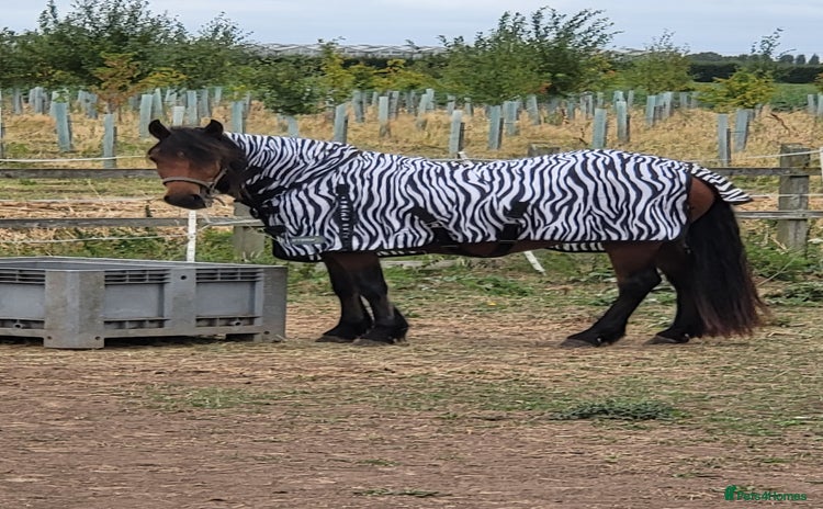 Irish Draught horses - Advert 2