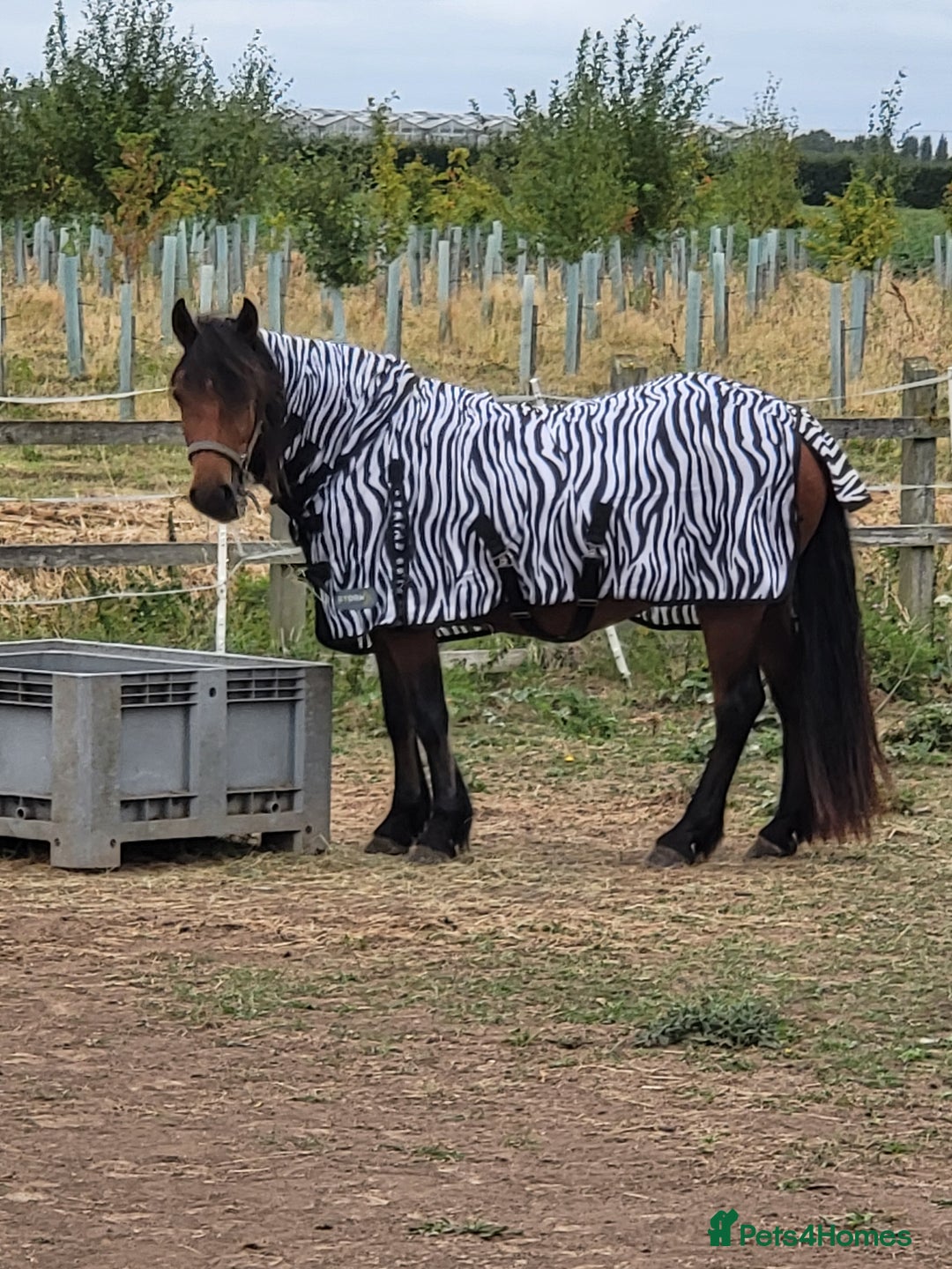 Irish Draught horses for sale: For sale 3yr  - Image 1