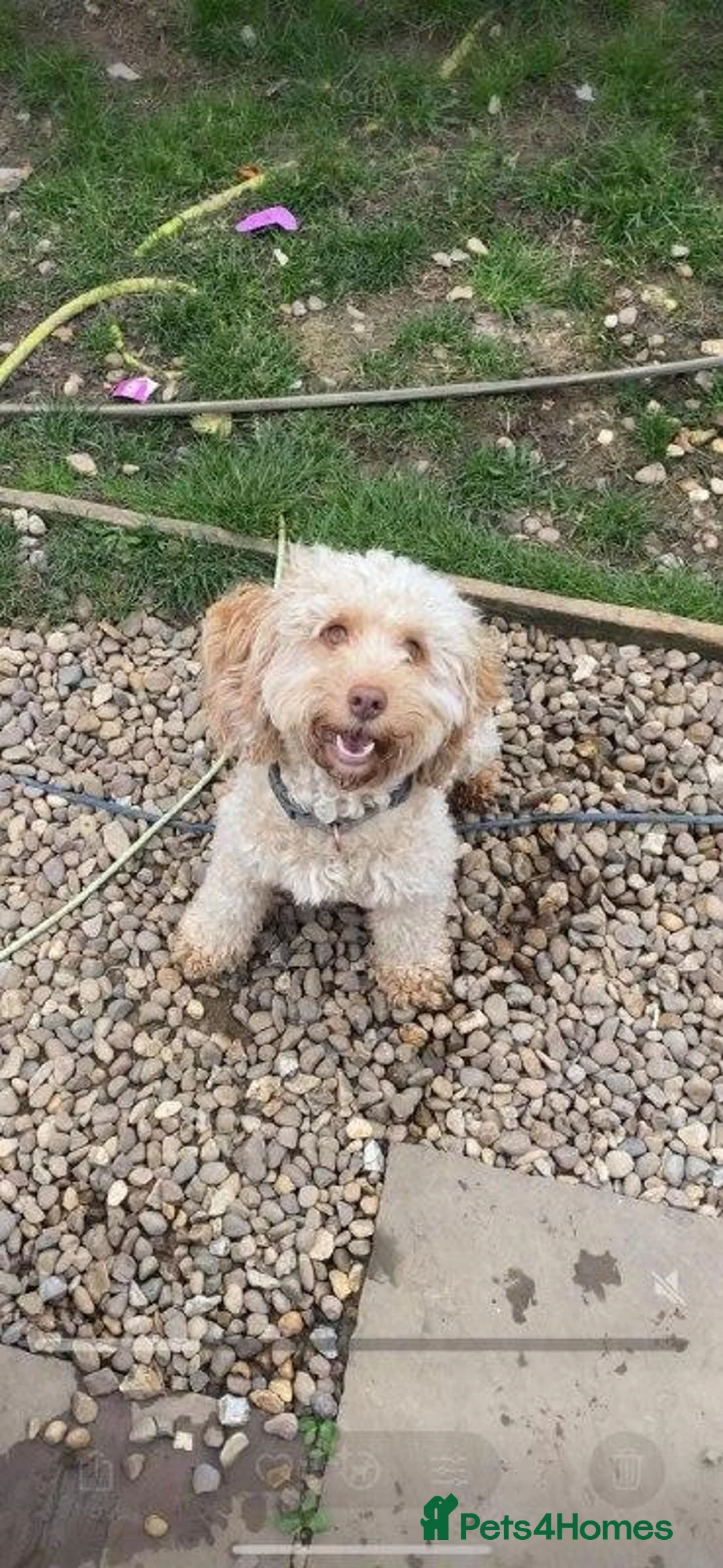 Shih Tzu dogs for sale: Shih Tzu Puppies in Luton - Advert 2