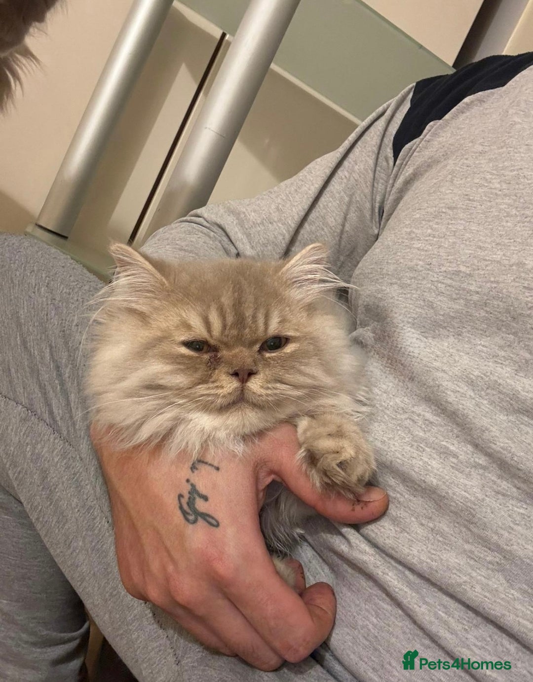 British Longhair cats for sale: Two gorgeous lilac British longhair  - Image 6