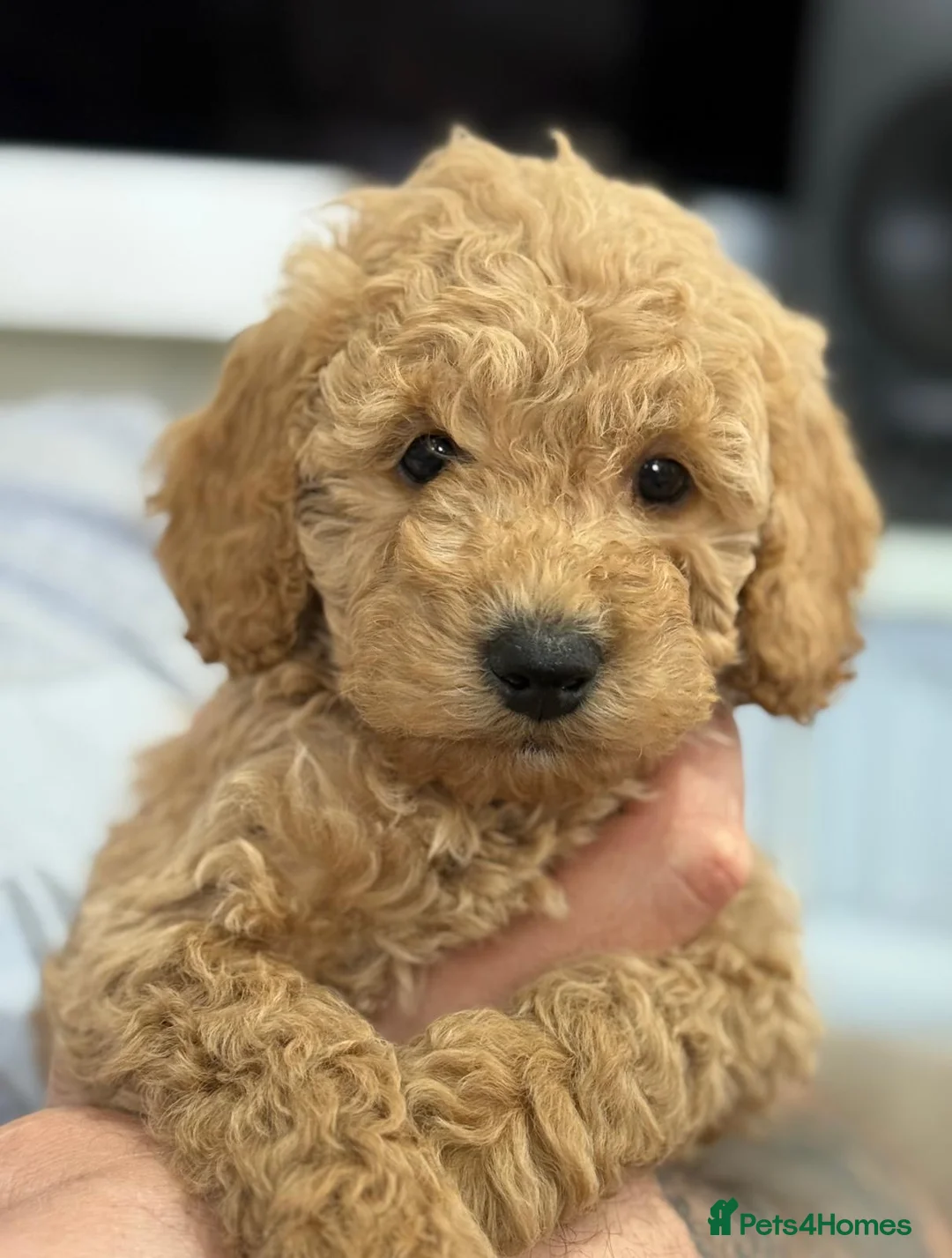 Cockapoo dogs for sale: Gorgeous F1b Cockapoo puppies  - Advert 9