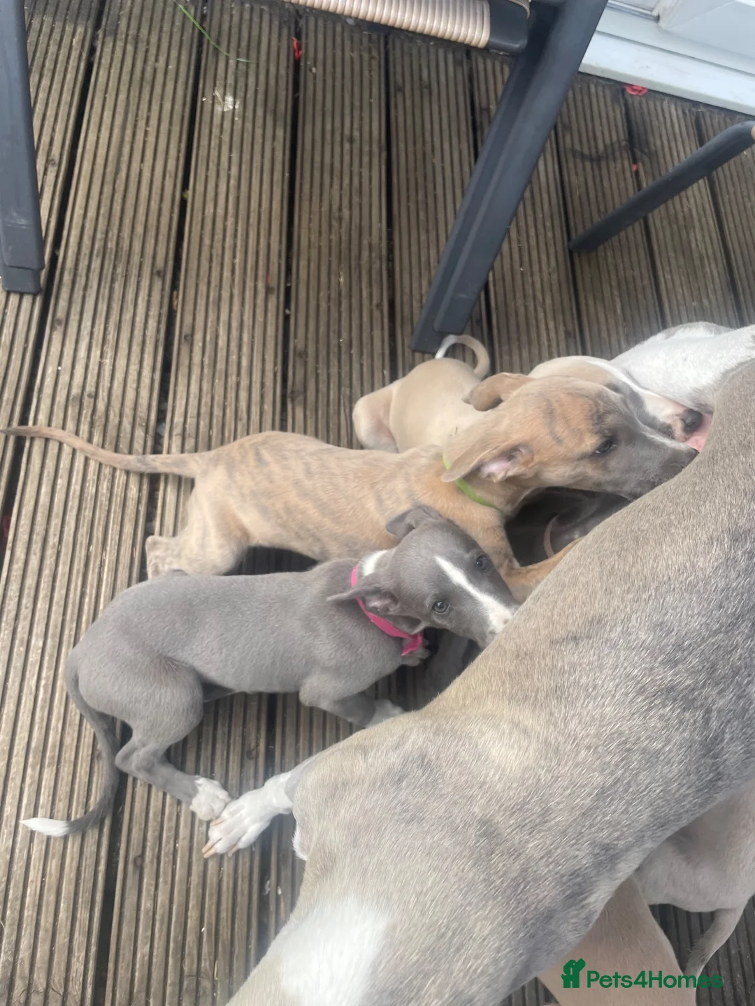 Whippet dogs for sale: Whippet puppies - Advert 11