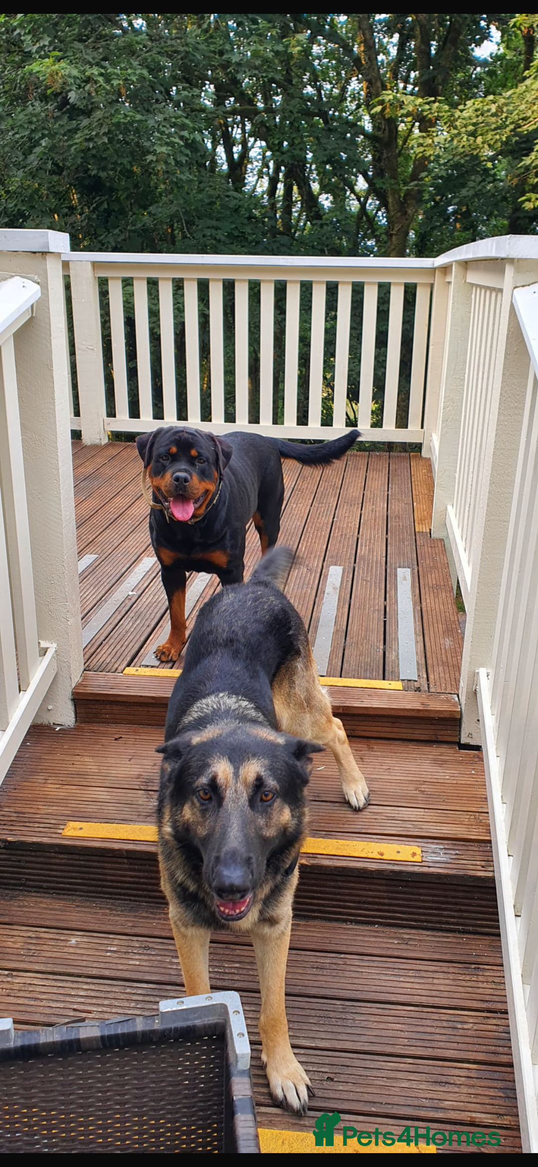 Mixed Breed dogs for sale: Rottweiler x German shepherd pupps - Advert 10