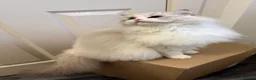 Ragdoll cats for sale: Female Blue Bi Colour and Kittens in Birmingham - Advert 7