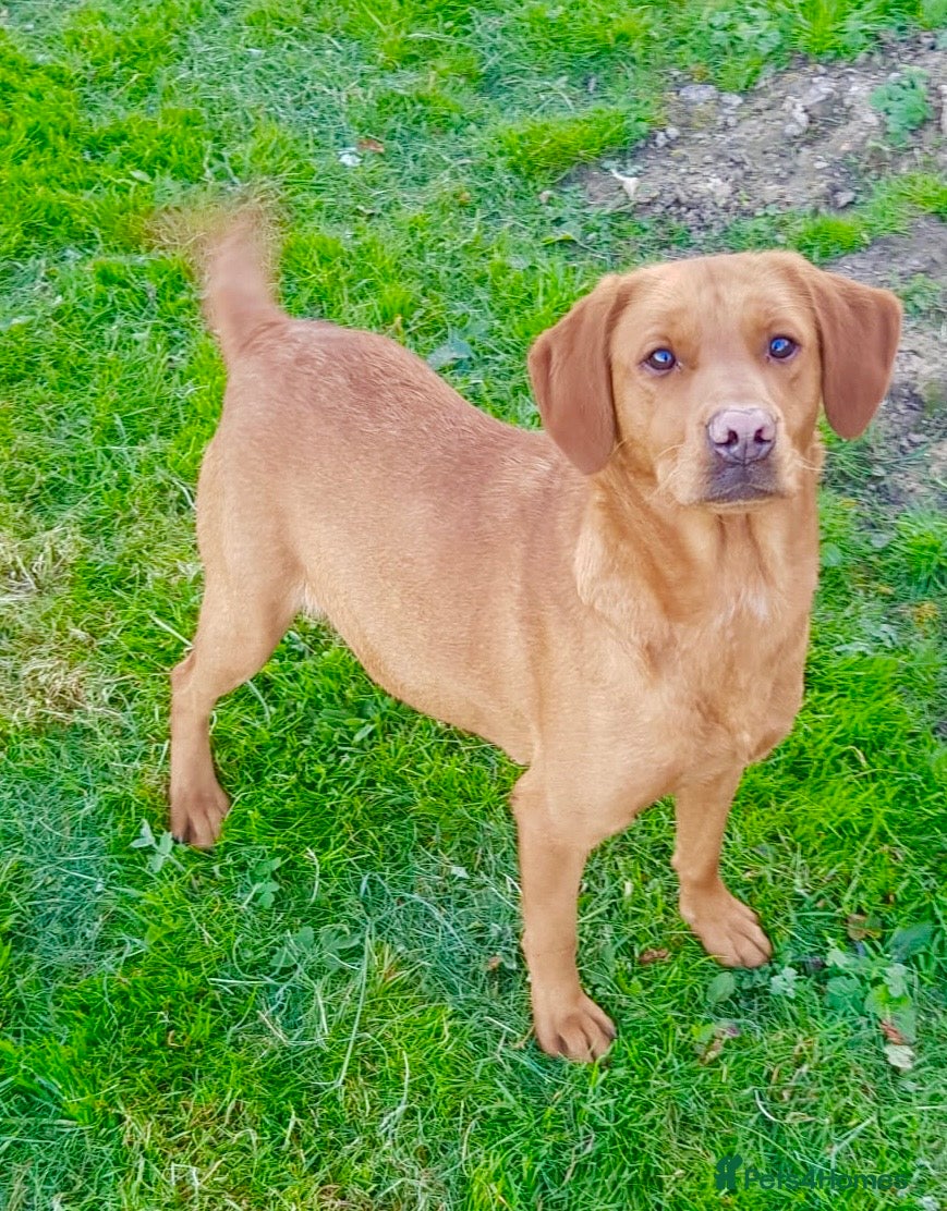 Labrador Retriever dogs for sale: Kc Labrador puppies - Advert 2