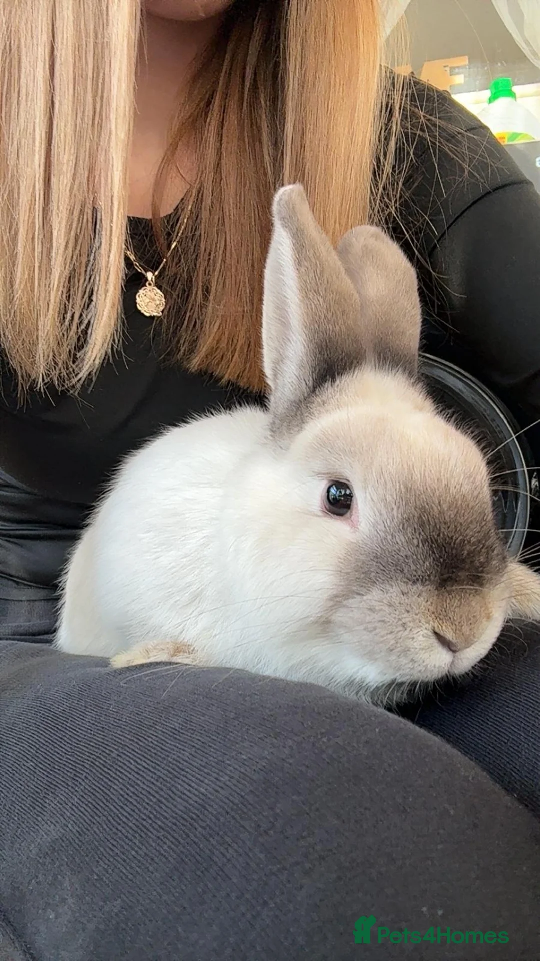 Alaska rabbits for sale: Bunny in Rainham - Advert 1