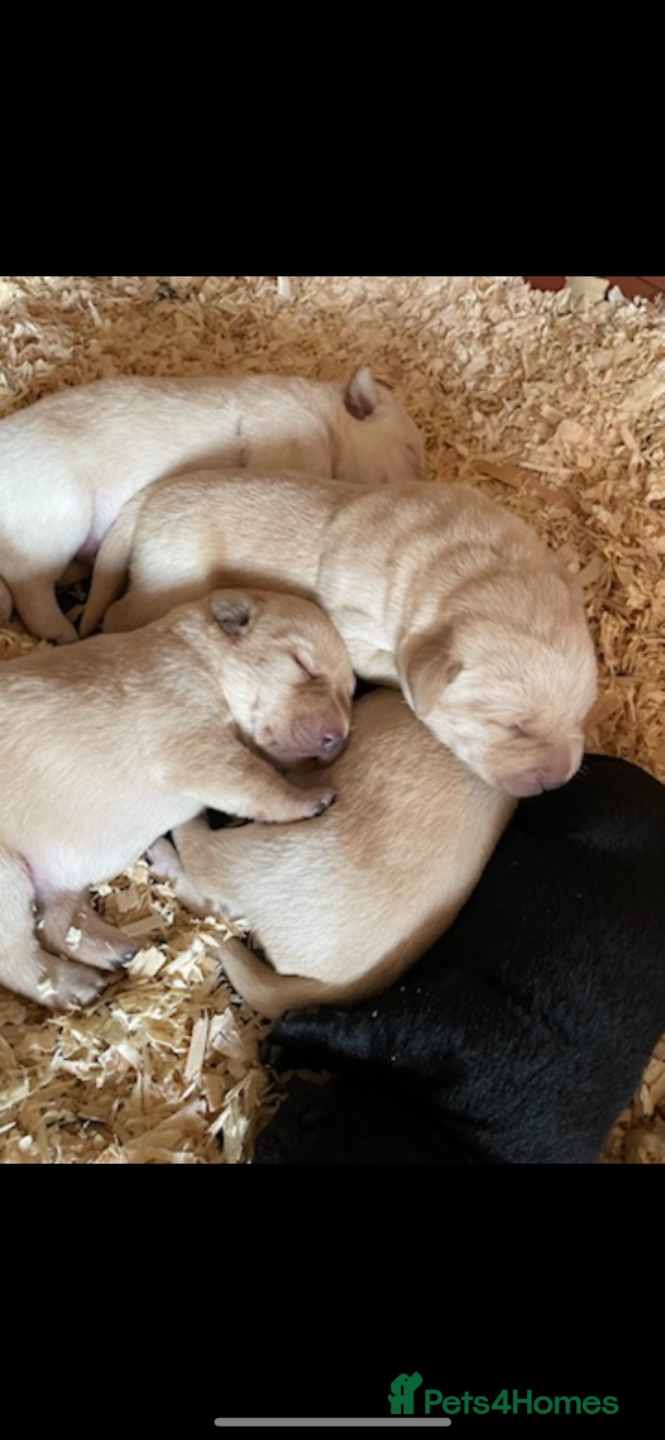 Labrador Retriever dogs Adorable, chunky White ! & black Labrador puppies  - Advert 3