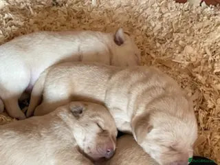 Labrador Retriever dogs Adorable, chunky White ! & black Labrador puppies - Advert 3