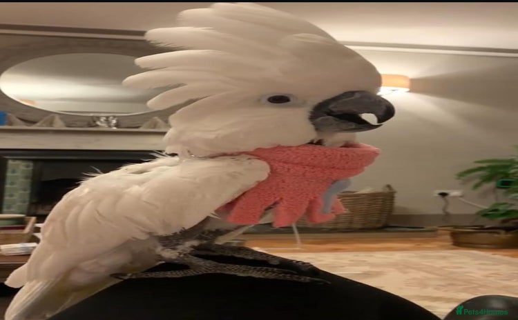 Cockatoo birds - Advert 1