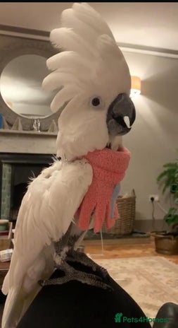 Cockatoo birds - Advert 7
