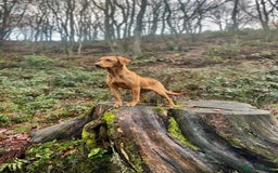 Labrador Retriever dogs for sale: Working Labrador pups  - Image 5