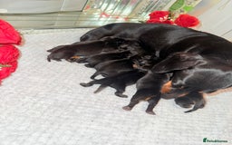 Miniature Dachshund dogs for sale: Beautiful miniature dachshunds  - Image 2