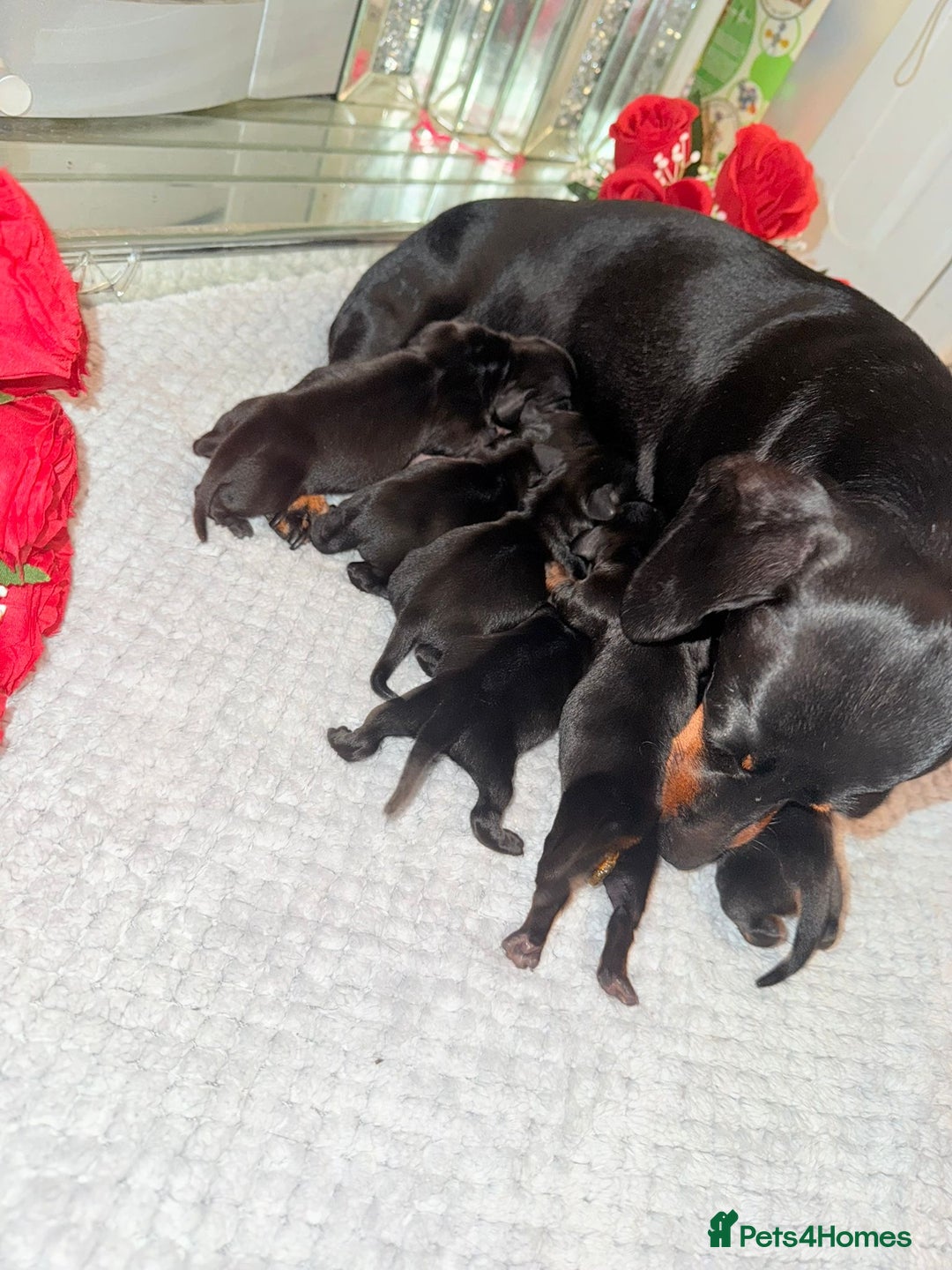 Miniature Dachshund dogs for sale: Beautiful miniature dachshunds  - Image 2