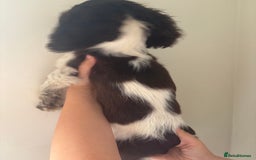 Sprocker dogs for sale: 8 glorious sprocker pups  - Image 23