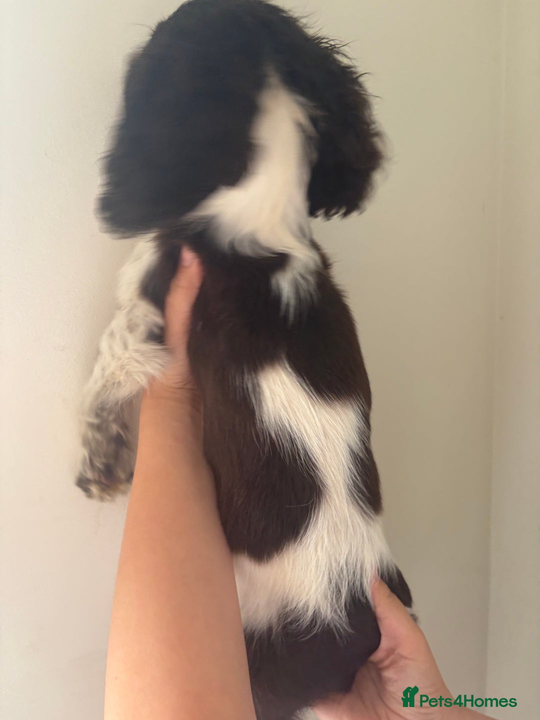 Sprocker dogs for sale: 8 glorious sprocker pups  - Image 23