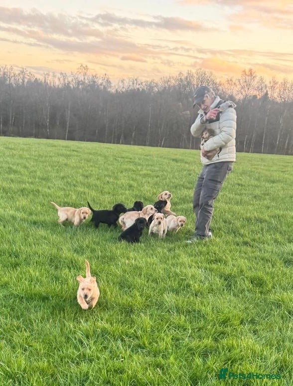 Labrador Retriever dogs Stunning liter of ten kc registered Labrador pups - Advert 12