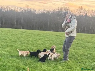 Labrador Retriever dogs Stunning liter of ten kc registered Labrador pups - Advert 12