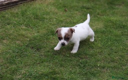 Jack Russell dogs for sale: Beautiful Jack Russell Puppies - Image 16