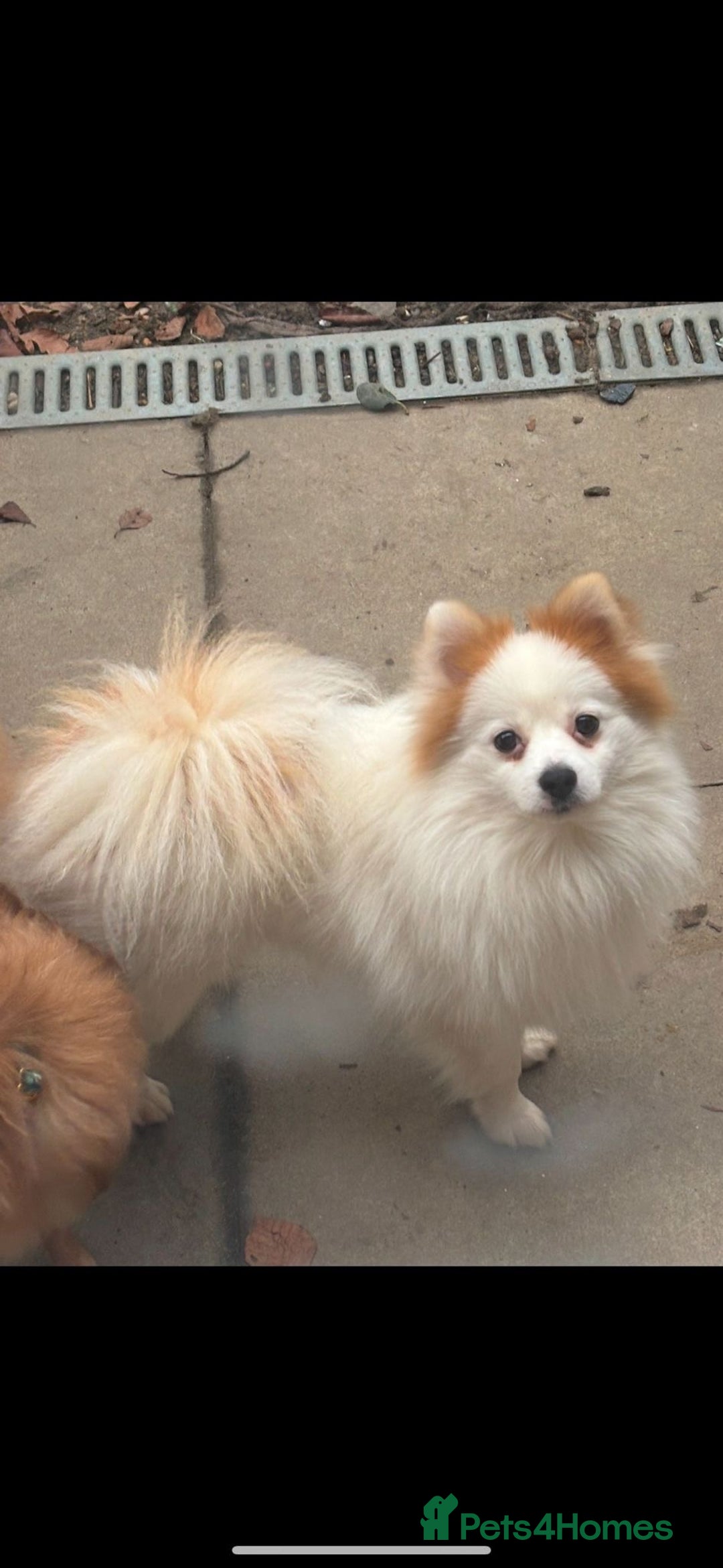Pomchi dogs for sale: Ready to go 16/07/25  OPEN TO OFFERS - Image 11