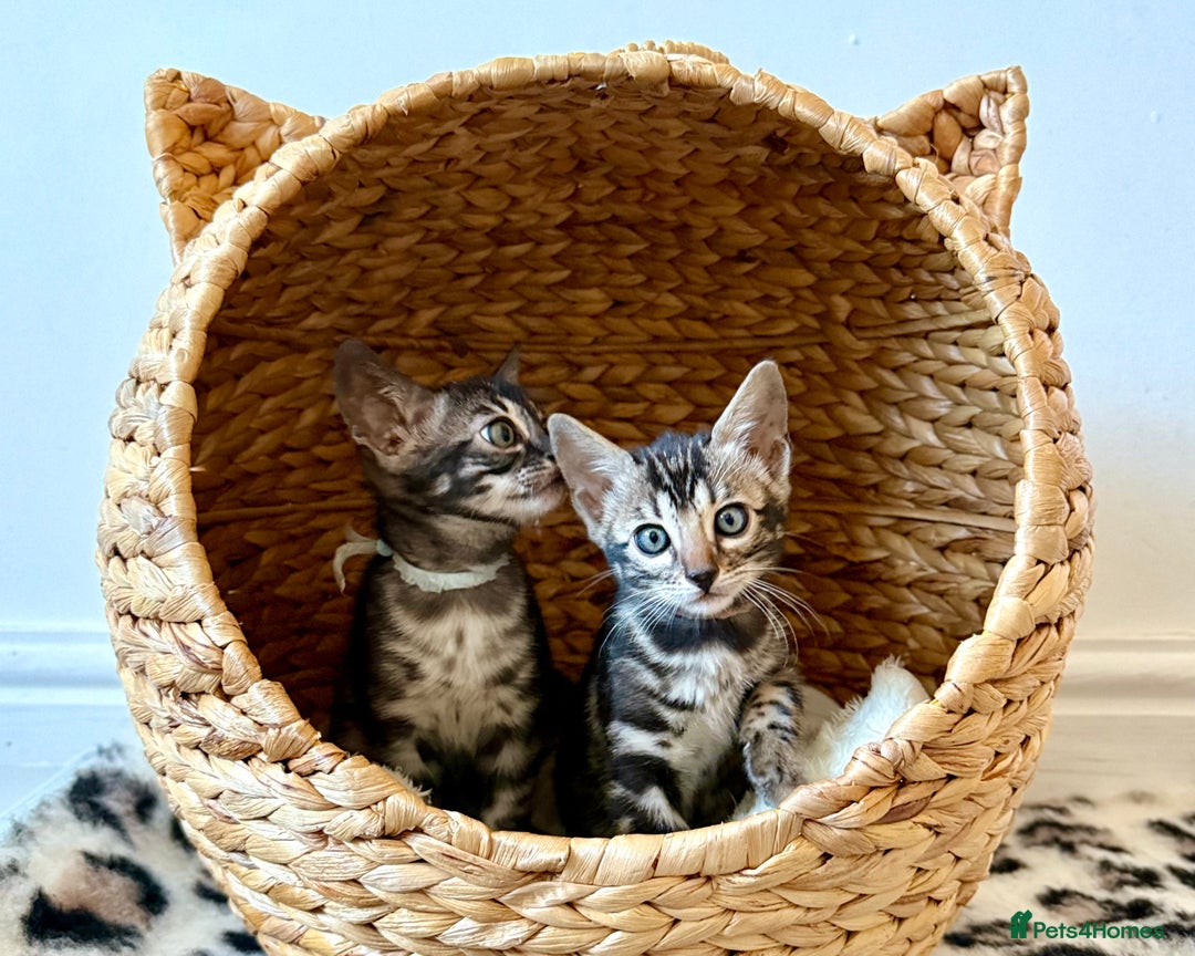 Bengal cats for sale: Rare Glitter Pedigree Bengal Female - Show Quality - Image 17